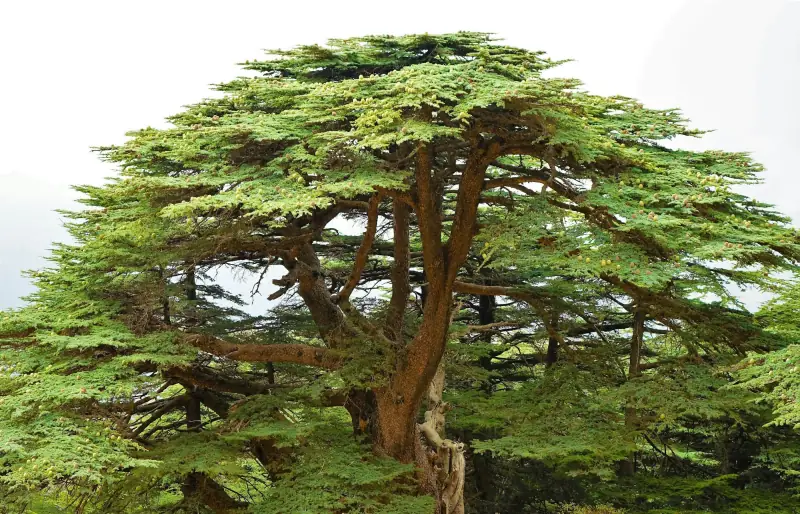 أرزة لبنانية